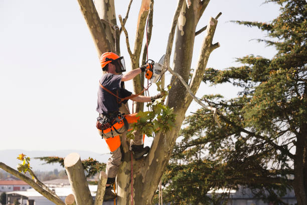 tree lopping